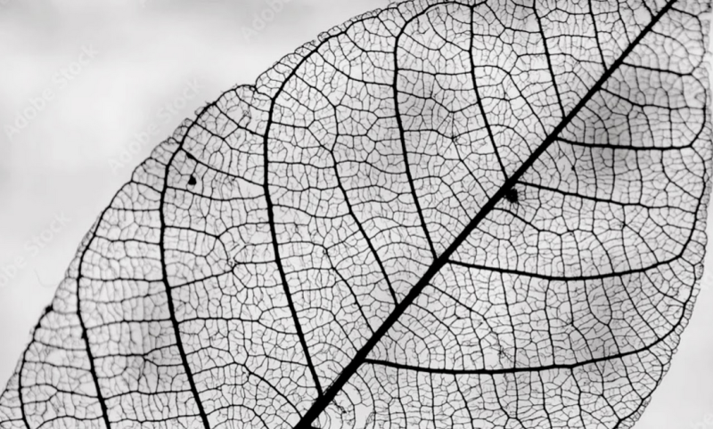 Купити Стіл LEAF CONE від MAIIMO